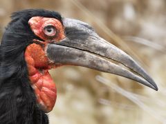 Southern Ground Hornbill