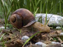  Snail